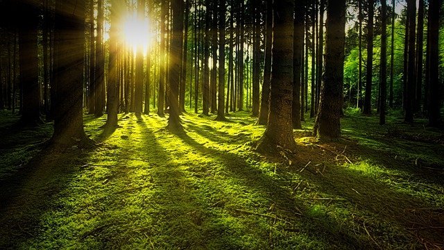 Extra funding to create jobs, expand woodlands and protect trees Extra funding to create jobs, expand woodlands and protect trees